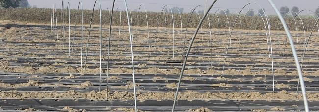 fertilization-banner4